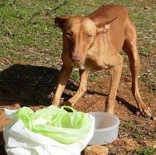 PAREJA DE PODENCOS ABANDONADOS EN UN COTO DE CAZA, MUY MUY URGENTES, SE LOS LLEVA LA PERRERA-SEVILLA