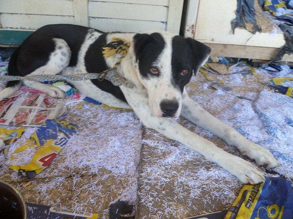 Max, su cruel historia, atado toda su vida y Yuki, su compañera. ACOGIDA O ADOPCIÓN URGENTE (Murcia) Max, su cruel historia, atado toda su vida y Yuki, su compañera. ACOGIDA O ADOPCIÓN URGENTE (Murcia)