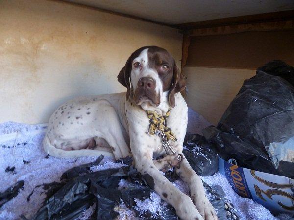 Max, su cruel historia, atado toda su vida y Yuki, su compañera. ACOGIDA O ADOPCIÓN URGENTE (Murcia) Max, su cruel historia, atado toda su vida y Yuki, su compañera. ACOGIDA O ADOPCIÓN URGENTE (Murcia)