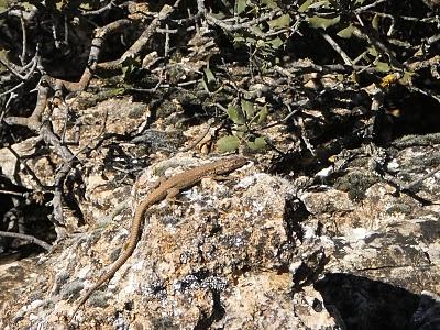 Lagartijas, muros y especies ocultas