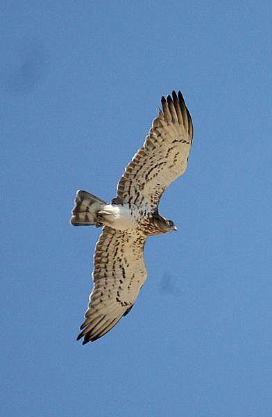 ÁGUILA CULEBRERA EUROPEA-CIRCAETUS GALLICUS-SHORT TOED EAGLE ÁGUILA CULEBRERA EUROPEA-CIRCAETUS GALLICUS-SHORT TOED EAGLE