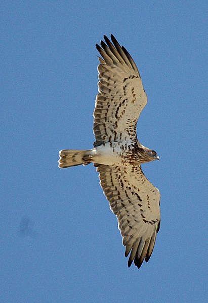ÁGUILA CULEBRERA EUROPEA-CIRCAETUS GALLICUS-SHORT TOED EAGLE ÁGUILA CULEBRERA EUROPEA-CIRCAETUS GALLICUS-SHORT TOED EAGLE