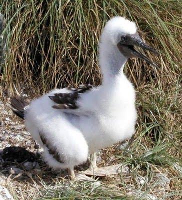 El pájaro bobo y el guano