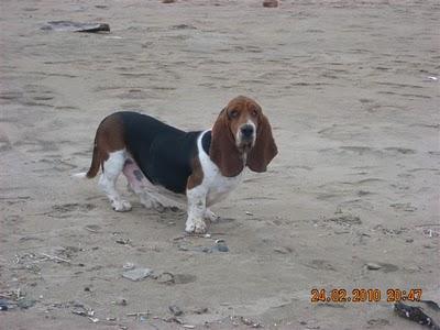 Basset hound en adopcion (MURCIA)