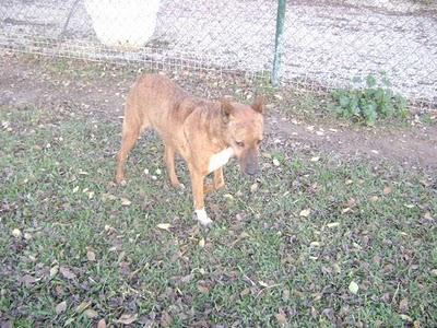 Michela, cruce de podenca y boxer con orejas cortadas está enferma!