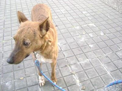 Michela, cruce de podenca y boxer con orejas cortadas está enferma!