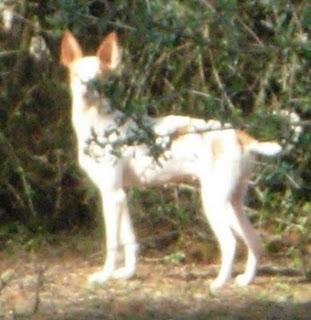 Pareja de podencos abandonados en un coto de caza. Se los lleva la perrera. (Sevilla) Pareja de podencos abandonados en un coto de caza. Se los lleva la perrera. (Sevilla)