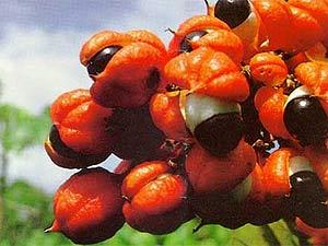 guarana2 guarana2 Cúrate con las hierbas: el guaraná