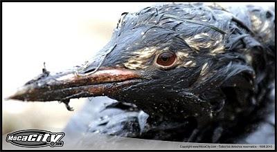 Derrame petrolero cierra Puerto Caucedo en Dominicana 20110131064850-petroleo.jpg