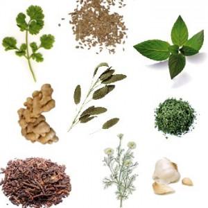 plantas-medicinales-300x300 plantas medicinales 300x300 Los beneficios de las plantas