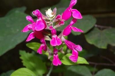 Coral de Invierno - Salvia involucrata