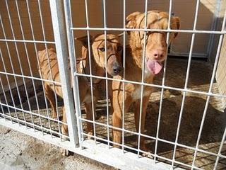 Urge adopción de los podencos en la perrera de Movera. (Zaragoza)