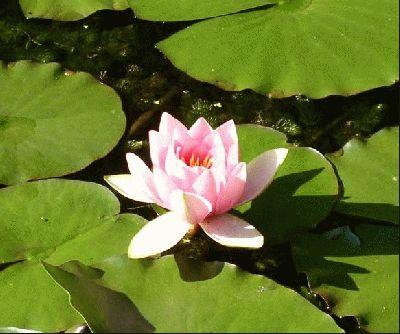 PLANTAS acuáticas flotantes http://blogs.elcorreo.com/blogfiles/desde-getxo-a-sant-cugat-del-valles/128555_normal_nenufar-Bicton.jpg
