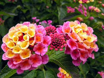 http://www.flowersgrowing.com/wp-content/uploads/2006/12/lantana.jpg