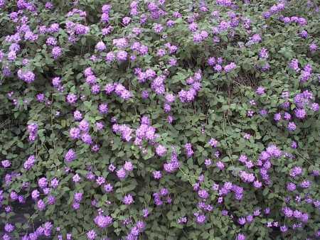 http://geraniums.momcom.net/geraniums/lantana63006.jpg