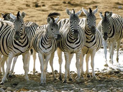 Zebra-Line Gunter Pauli. Sistemas económicos inspirados en ecosistemas naturales