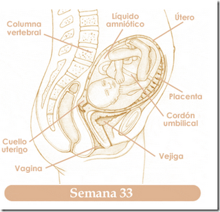 En tu panza: Semana 33 En tu panza: Semana 33