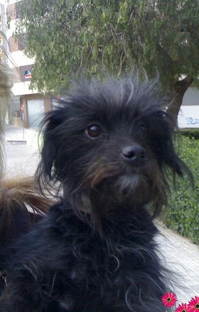 Perrita perdida en Torrent. (Valencia) URGENTE!!