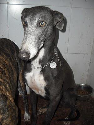 18 GALGOS EN LA PERRERA DE JEREZ (CADIZ) son demasiados y corren riesgo de sacrificio inminente. SOS !!!!