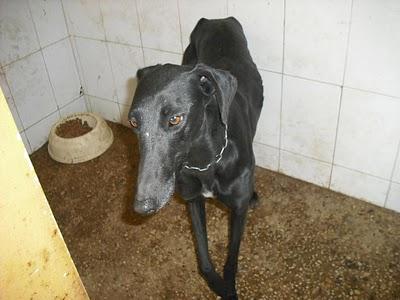 18 GALGOS EN LA PERRERA DE JEREZ (CADIZ) son demasiados y corren riesgo de sacrificio inminente. SOS !!!!