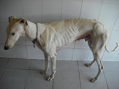 18 GALGOS EN LA PERRERA DE JEREZ (CADIZ) son demasiados y corren riesgo de sacrificio inminente. SOS !!!! 18 GALGOS EN LA PERRERA DE JEREZ (CADIZ) son demasiados y corren riesgo de sacrificio inminente. SOS !!!!