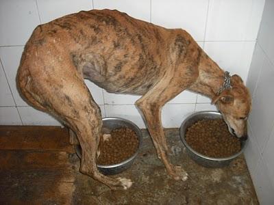 18 GALGOS EN LA PERRERA DE JEREZ (CADIZ) son demasiados y corren riesgo de sacrificio inminente. SOS !!!!