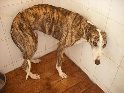 18 GALGOS EN LA PERRERA DE JEREZ (CADIZ) son demasiados y corren riesgo de sacrificio inminente. SOS !!!!