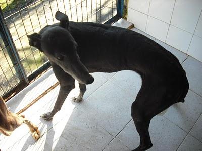 18 GALGOS EN LA PERRERA DE JEREZ (CADIZ) son demasiados y corren riesgo de sacrificio inminente. SOS !!!!