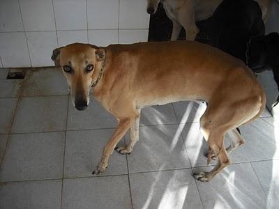 18 GALGOS EN LA PERRERA DE JEREZ (CADIZ) son demasiados y corren riesgo de sacrificio inminente. SOS !!!!