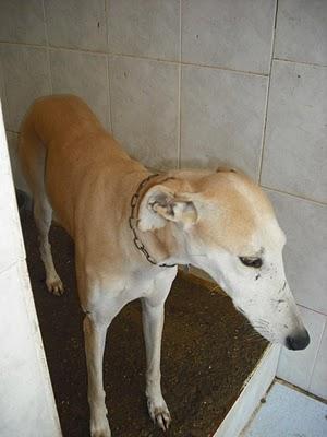 18 GALGOS EN LA PERRERA DE JEREZ (CADIZ) son demasiados y corren riesgo de sacrificio inminente. SOS !!!!