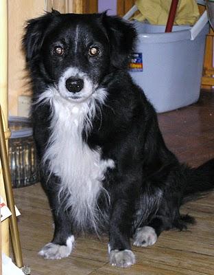 ROLAND, CRUCE DE BORDER COLLIE, A SU DUEÑA LE HA DADO UNA TROMBOSIS Y ESTA MUY GRAVE...LE LLEVAN A LA PERRERA EN UN PAR DE DIAS.