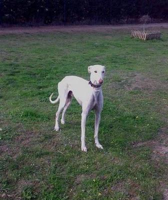 VAAL, PRECIOSO GALGO COLOR MARFIL, ABANDONADO Y MALTRATADO, URGE ACOGIDA O ADOPCIÓN. (MADRID)