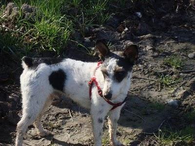 Jacky, fox terrier 2 años, abandonado por sus dueños. Jacky, fox terrier 2 años, abandonado por sus dueños.