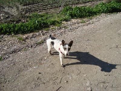 Jacky, fox terrier 2 años, abandonado por sus dueños. Jacky, fox terrier 2 años, abandonado por sus dueños.