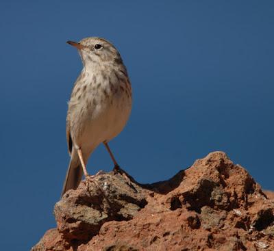 12 lugares de Tenerife para observar aves en familia