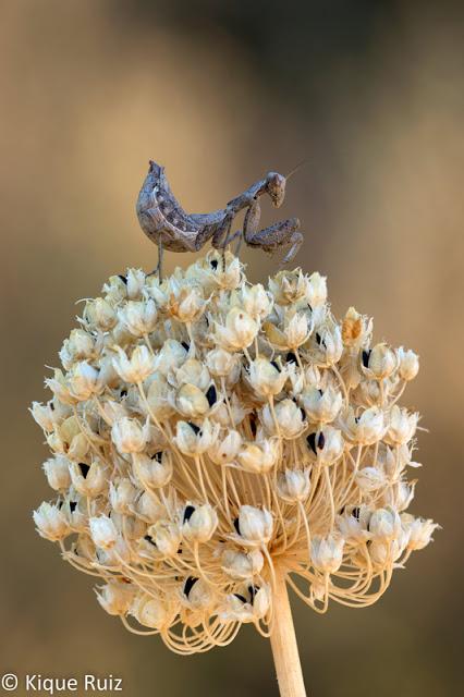 Mantis enana europea miniatura camuflada