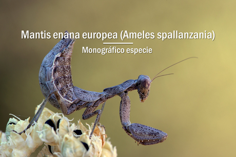 Mantis enana europea miniatura camuflada