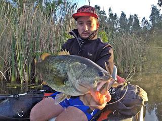 Yokozuna Swimmer/Swim Fish