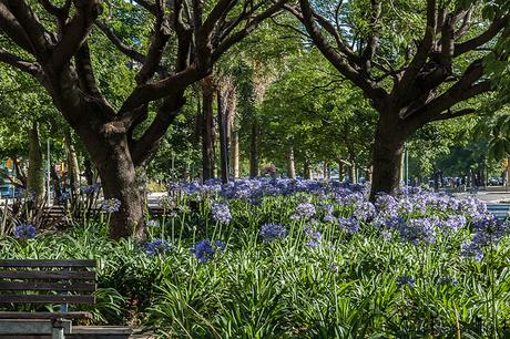 Flores entre arboledas