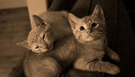 Todo Acerca Del Tipo De Reproducción De Los Gatos – Descubre El Fascinante Mundo Felino! qué tipo de reproducción tienen los gatos