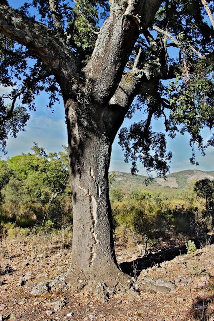 Parque Nacional de Cabañeros