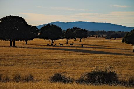 Parque Nacional de Cabañeros