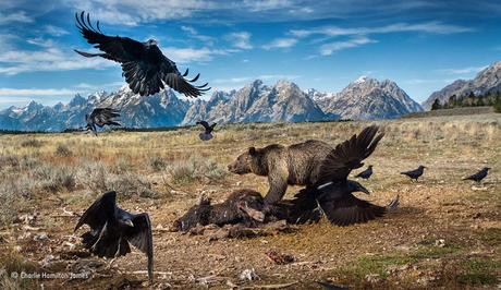 Charlie Hamilton James Wildlife Photographer Of The Year Mammals Finalist