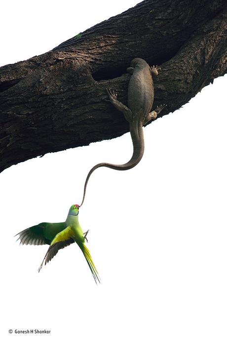 Ganesh H Shankar Wildlife Photographer Of The Year Birds