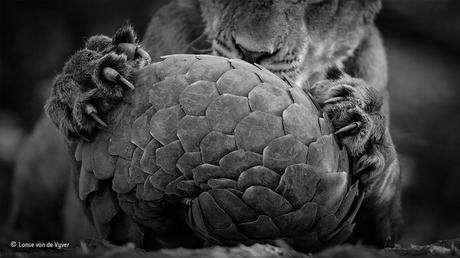 Lance Van De Vyver Wildlife Photographer Of The Year Black And White