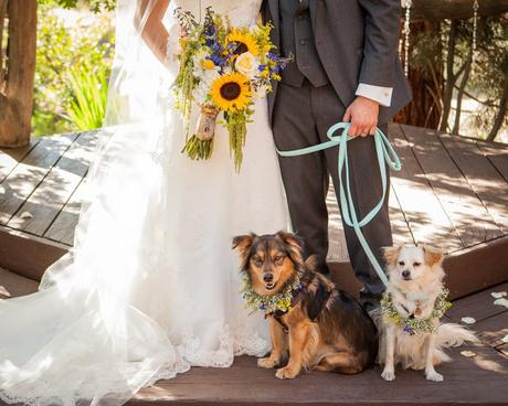 Tu mascota se va de Boda