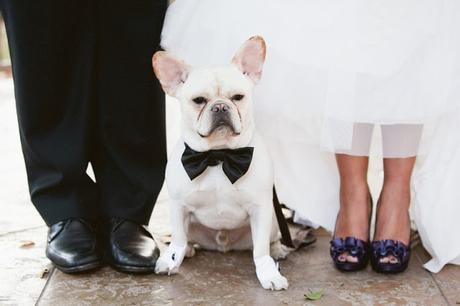 Tu mascota se va de Boda