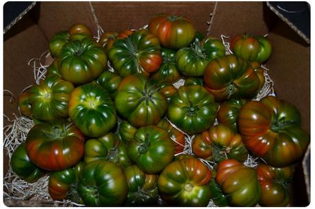 Tomates de gran calidad: Nuestro RAF Tomates de gran calidad: Nuestro RAF