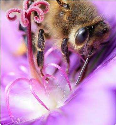 BONITAS IMÁGENES DE ABEJAS - IMAGES OF BEES BEAUTIFUL