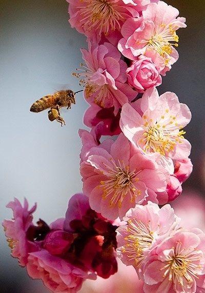 BONITAS IMÁGENES DE ABEJAS - IMAGES OF BEES BEAUTIFUL